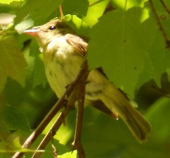 Empidonax virescens