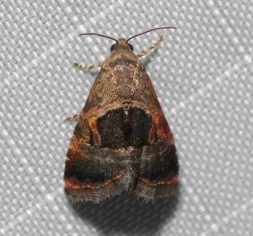 Rectangular Tripudia Moth photo 2