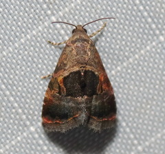 Tripudia rectangula