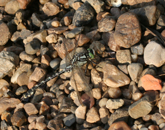 Nihonogomphus ruptus