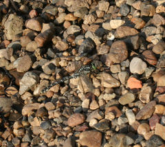 Nihonogomphus ruptus