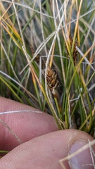 Carex nardina