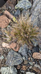 Carex nardina