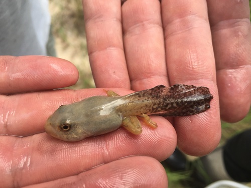 Rio Grande Leopard Frog