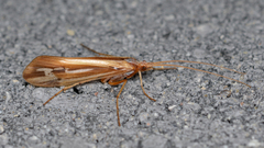 Limnephilus ornatus