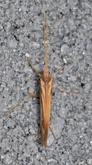 Limnephilus ornatus