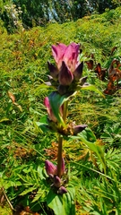 Gentiana pannonica