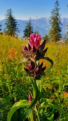 Gentiana pannonica