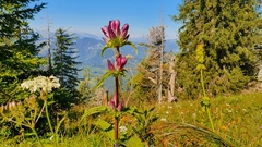 Gentiana pannonica