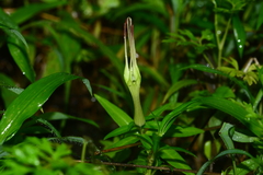 Ceropegia attenuata