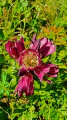 Gentiana pannonica