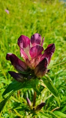 Gentiana pannonica