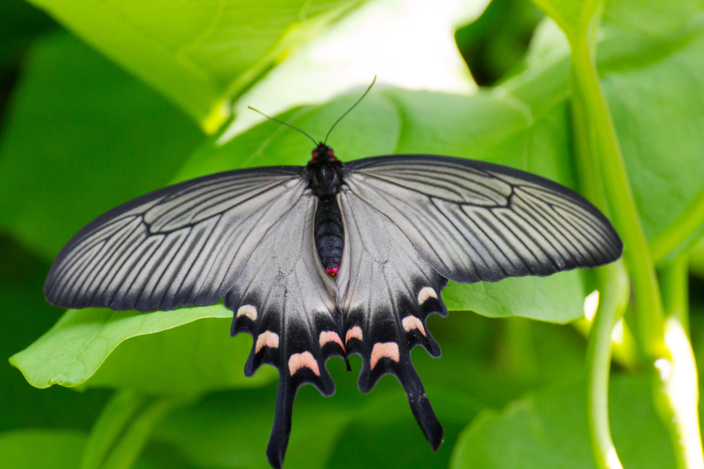 Chinese Windmill