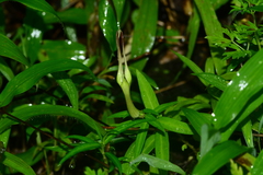 Ceropegia attenuata