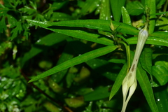 Ceropegia attenuata