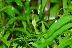 Ceropegia attenuata