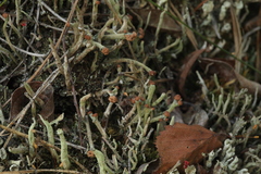 Cladonia botrytes