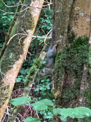 Sciurus carolinensis