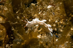 Trinchesia miniostriata