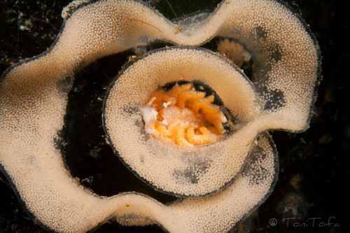 White Aeolis