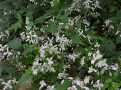 Clematis brevicaudata