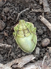 Chlorochroa
