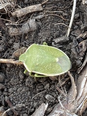 Chlorochroa