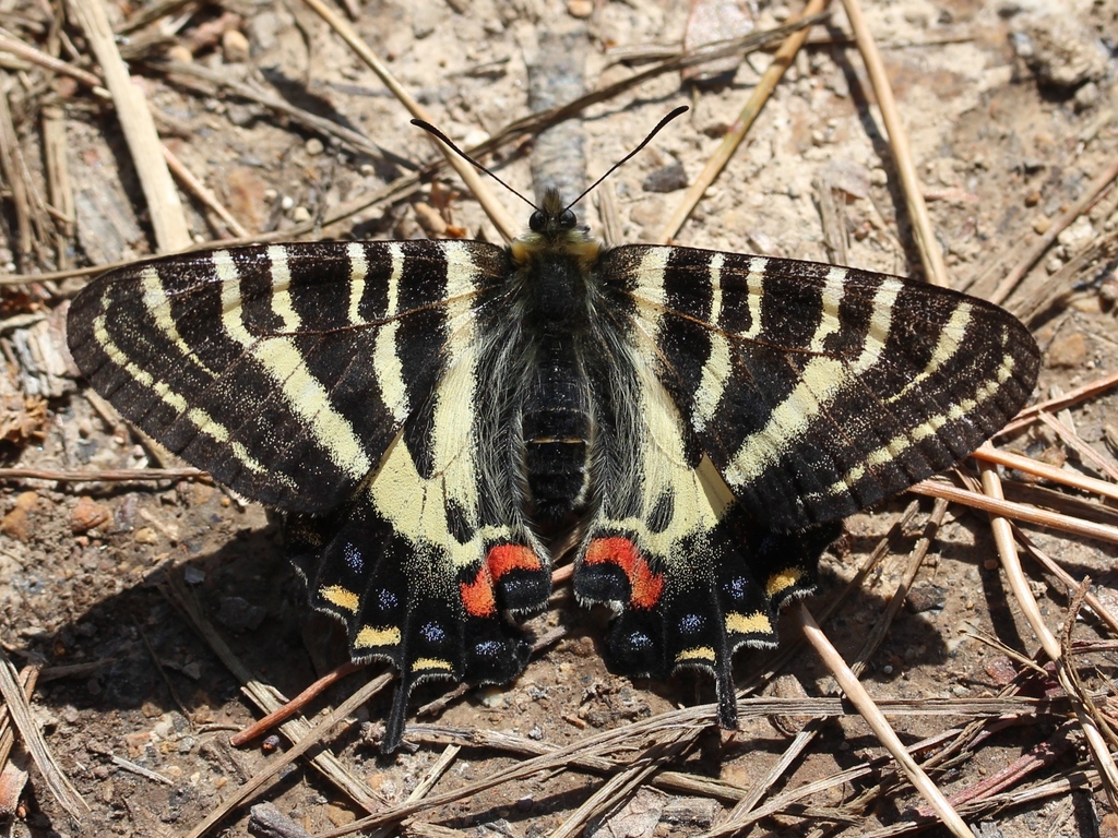 Japanese Luehdorfia