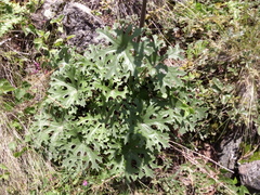 Psacalium peltatum