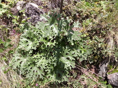 Psacalium peltatum