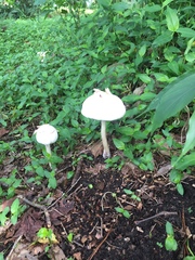 Chlorophyllum molybdites image