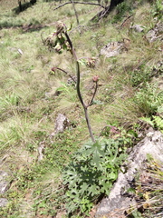 Psacalium peltatum