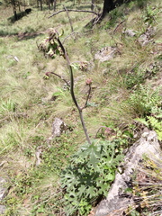 Psacalium peltatum