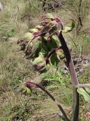 Psacalium peltatum