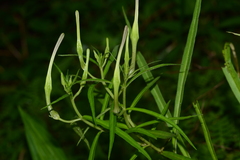 Ceropegia attenuata