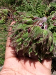 Psacalium peltatum