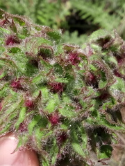 Psacalium peltatum
