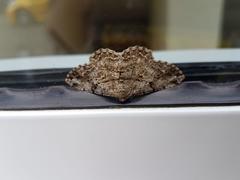 Peribatodes rhomboidaria