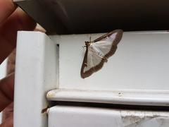 Cydalima perspectalis