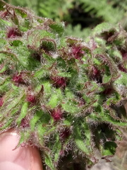 Psacalium peltatum