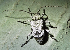 Leptostylus asperatus