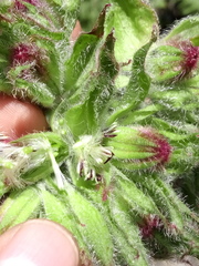 Psacalium peltatum