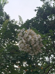 Lagerstroemia subcostata