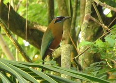 Momotus subrufescens