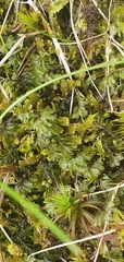 Hymenophyllum lineare image