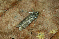 Dioryctria simplicella