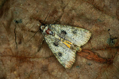 Epilecta linogrisea