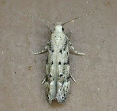 Coleotechnites coniferella