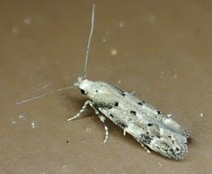 Coleotechnites coniferella
