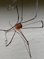 Leiobunum politum